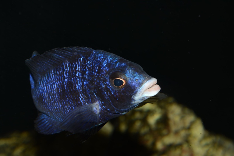 Placidochromis phenochilus 'Mdoka Reef'
